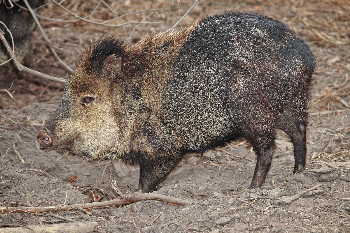 Monte Vista, TX - Tayassuidae - Wikipedia